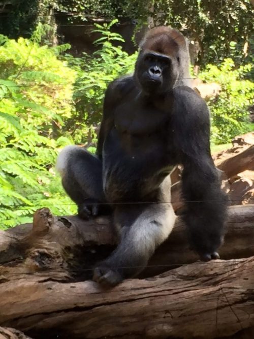 Gorilla auf Baum